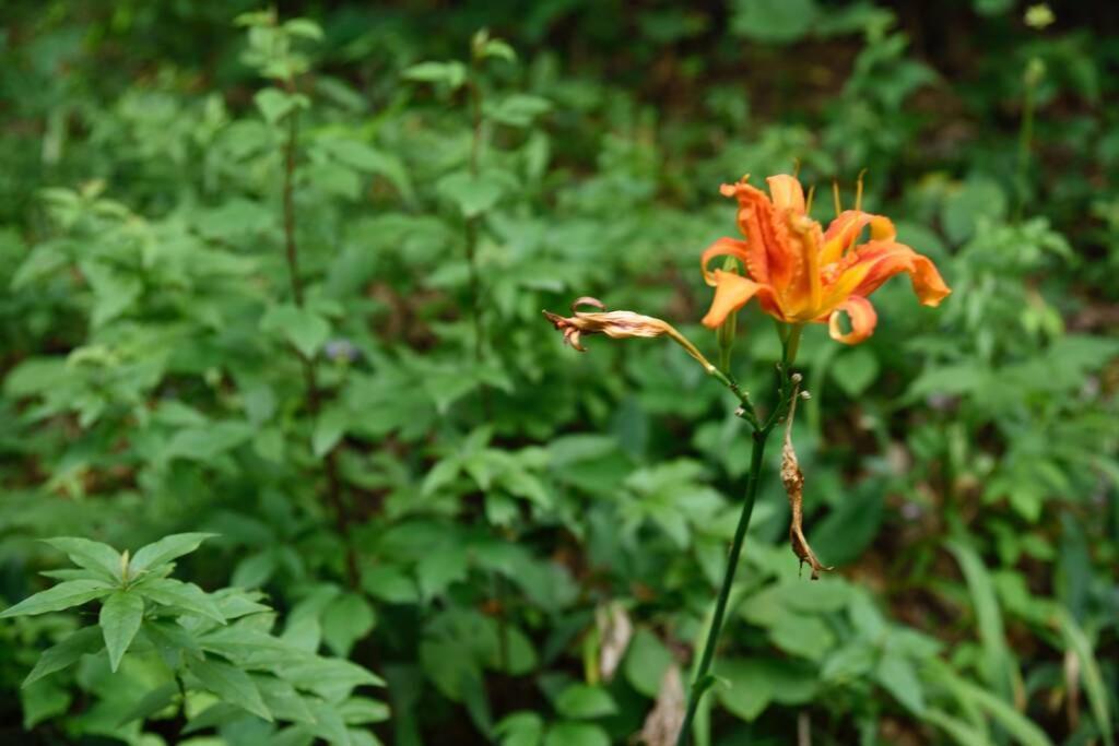Fox Trot Cabin Meadows of Dan Exterior photo